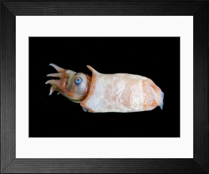 Framed Print : Ram's Horn squid (Spirula spirula) Framed Print : Ram's Horn squid (Spirula spirula)