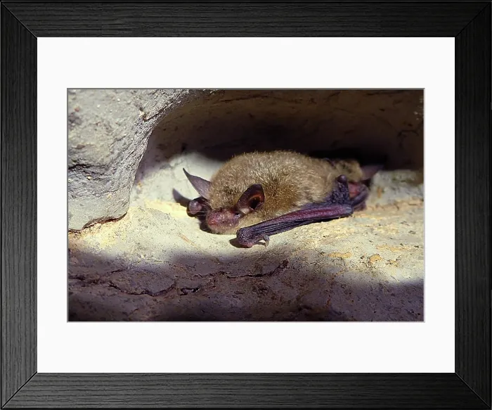 Framed Print : Northern Long-Eared Bat (Myotis septentrionalis)