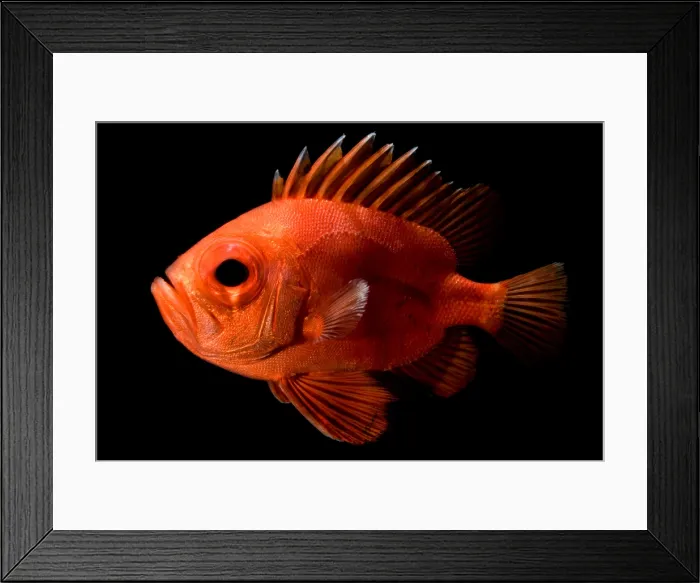 Framed Print : Short Bigeye