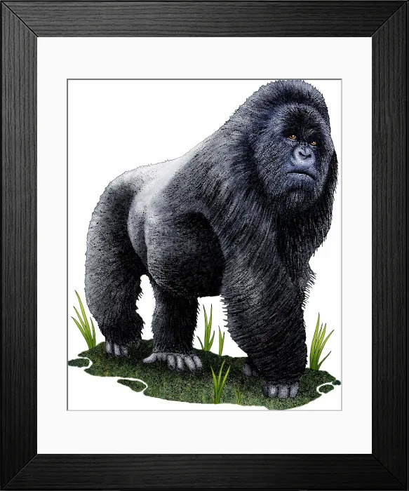 Framed Print : Mountain gorilla Framed Print : Mountain gorilla