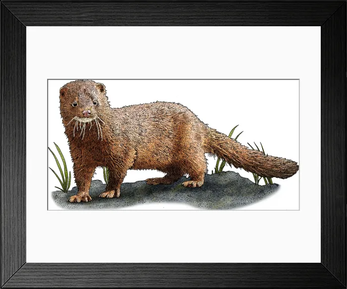 Framed Print : American Mink Framed Print : American Mink
