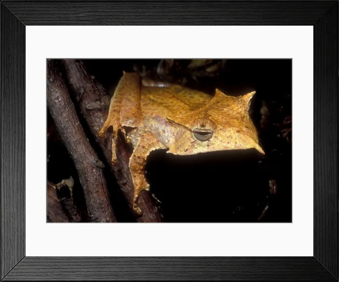 Framed Print : Central American Casque Headed Frog Framed Print : Central American Casque Headed Frog