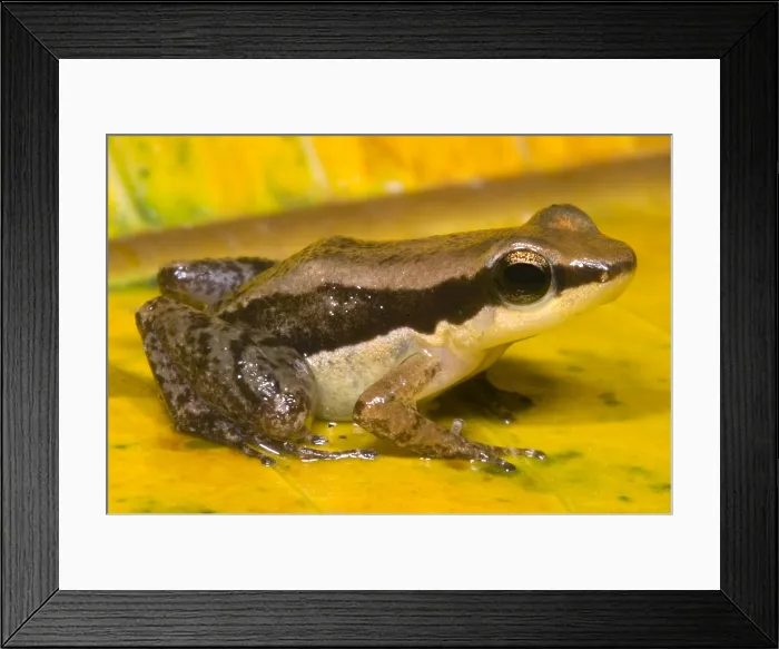 Framed Print : Dull Rocket Frog Framed Print : Dull Rocket Frog