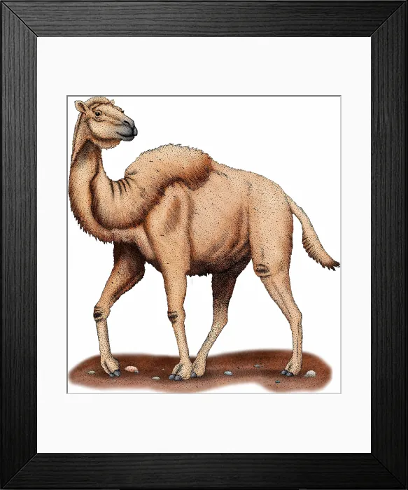 Framed Print : Western Camel Framed Print : Western Camel