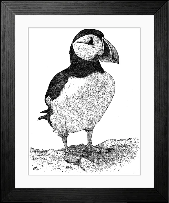 Framed Print : Atlantic Puffin