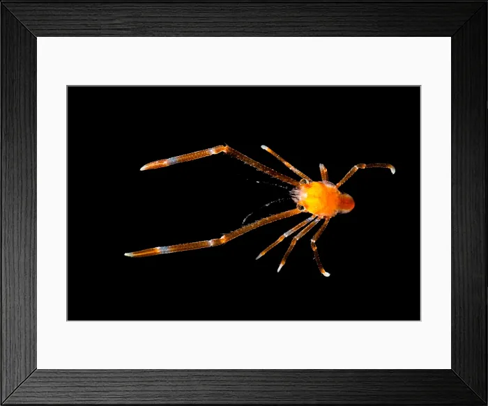 Framed Print : Squat Lobsters (Munida sp.) Framed Print : Squat Lobsters (Munida sp.)