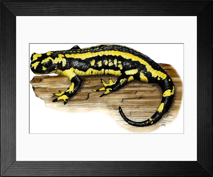 Framed Print : Fire Salamander Framed Print : Fire Salamander