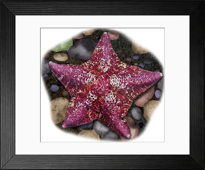 Framed Print : Bat Star, Illustration Framed Print : Bat Star, Illustration