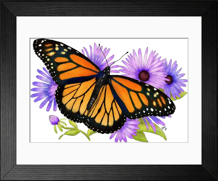 Framed Print : Monarch Butterfly Framed Print : Monarch Butterfly
