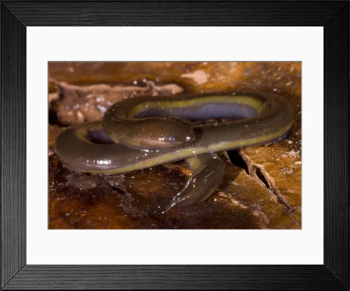 Framed Print : Caudacaecilia Asplenia Framed Print : Caudacaecilia Asplenia