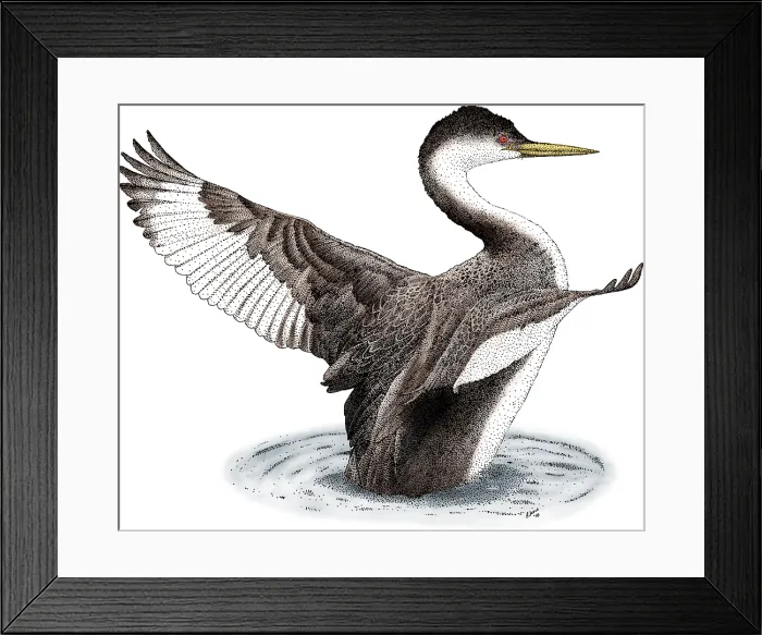Framed Print : Western Grebe