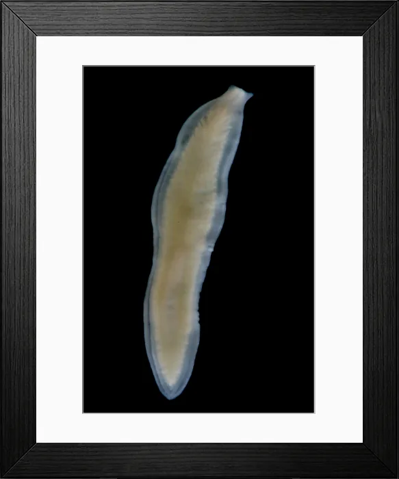 Framed Print : Flatworm. This groundwater flatworm is in the genus Sphalloplana Framed Print : Flatworm. This groundwater flatworm is in the genus Sphalloplana