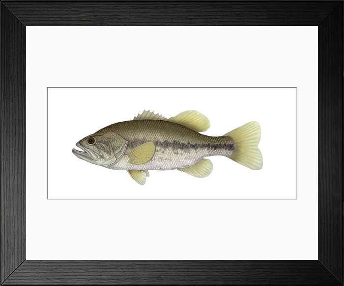 Framed Print : Largemouth Bass