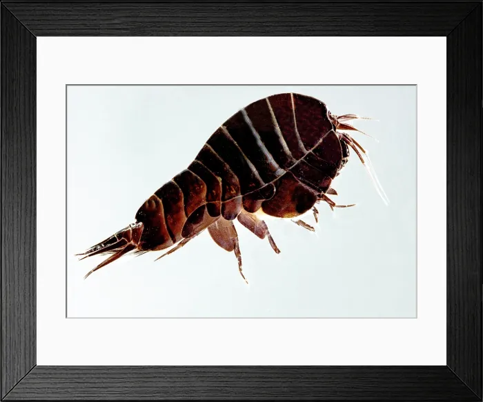 Framed Print : Mesopelagic Amphipod Framed Print : Mesopelagic Amphipod