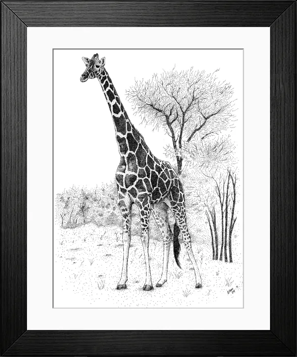 Framed Print : Reticualted Giraffe