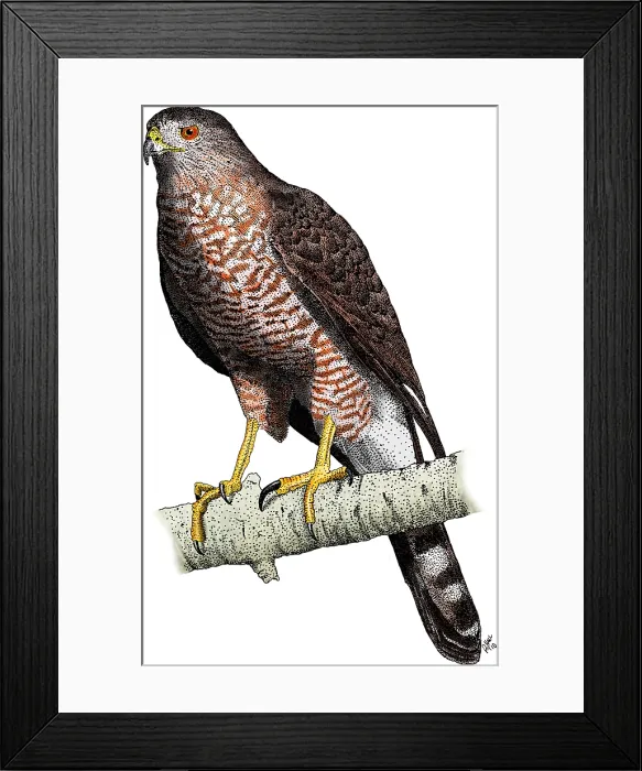 Framed Print : Cooper's Hawk Framed Print : Cooper's Hawk