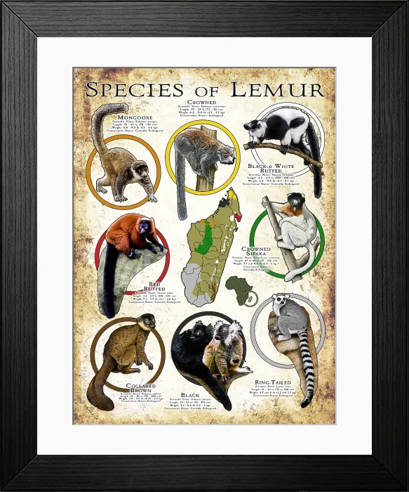Framed Print : Species of Lemur Framed Print : Species of Lemur