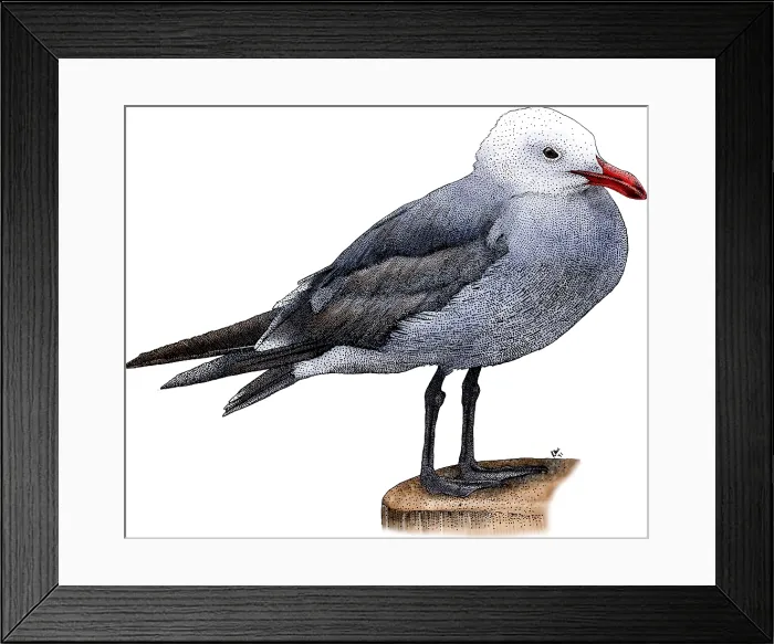 Framed Print : Heermann's Gull Framed Print : Heermann's Gull
