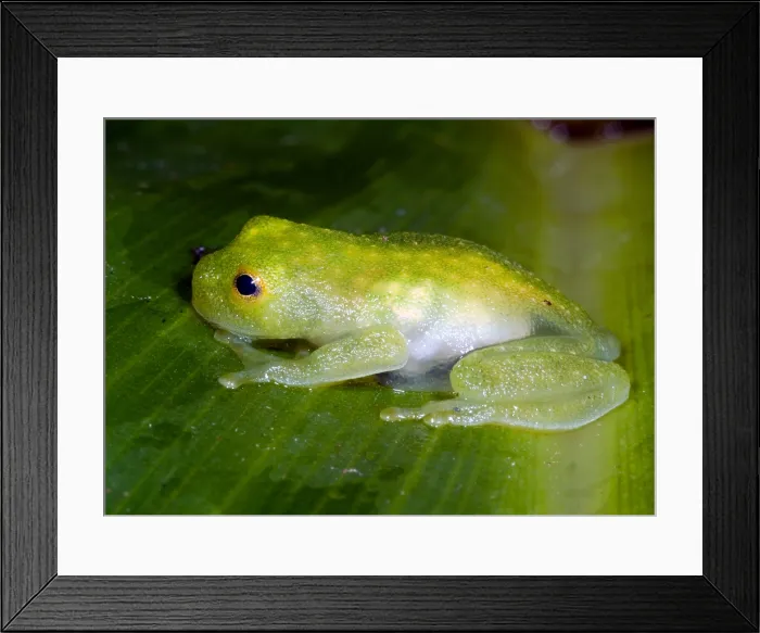 Framed Print : Glass Frog Framed Print : Glass Frog