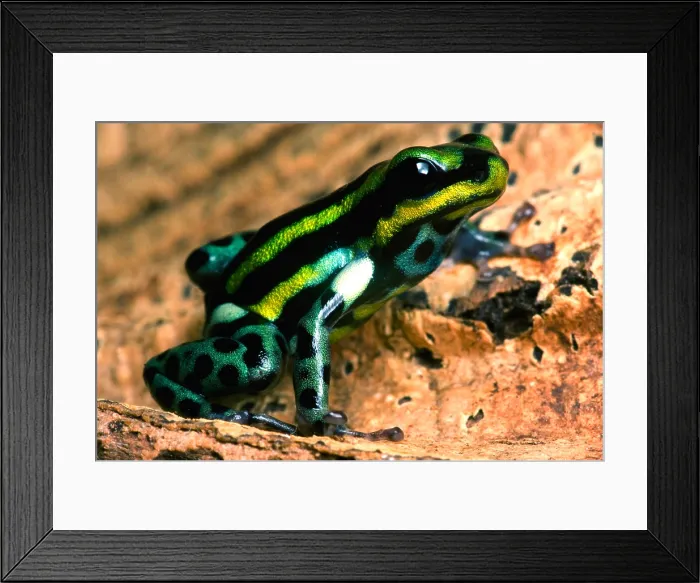 Framed Print : Pasco Poison Frog Framed Print : Pasco Poison Frog