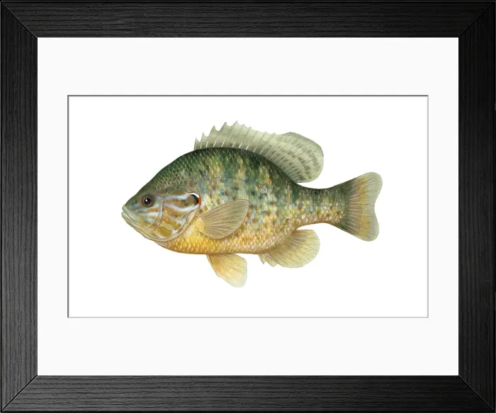 Framed Print : Pumpkinseed Framed Print : Pumpkinseed