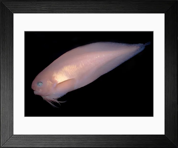 Framed Print : Pink-Bearded Snailfish