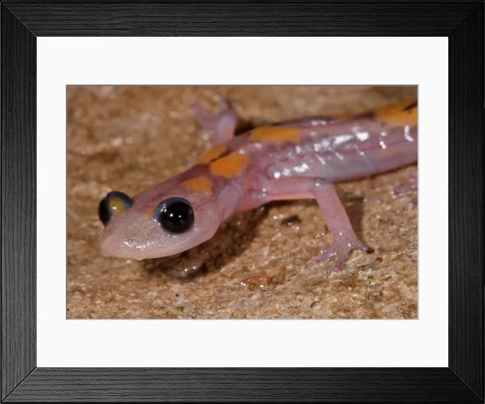 Framed Print : Cave Salamander, Eurycea lucifuga Framed Print : Cave Salamander, Eurycea lucifuga
