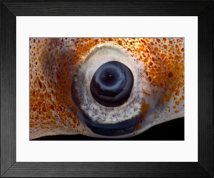 Framed Print : Oceanic squid (Asperoteuthis acanthoderma) Framed Print : Oceanic squid (Asperoteuthis acanthoderma)