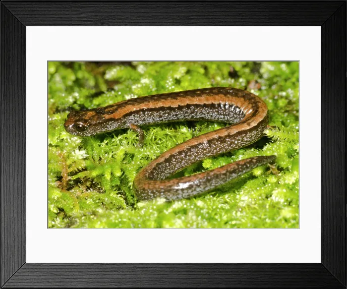 Framed Print : California slender salamander, Batrachoseps attenuatus Framed Print : California slender salamander, Batrachoseps attenuatus