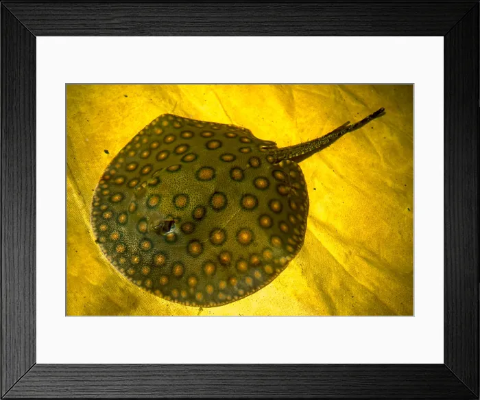 Framed Print : Freshwater Stingray Framed Print : Freshwater Stingray