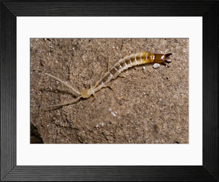 Framed Print : Diplurans are flightless and blind invertebrates Framed Print : Diplurans are flightless and blind invertebrates