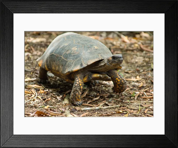 Framed Print : Yellowfoot Tortoise Framed Print : Yellowfoot Tortoise