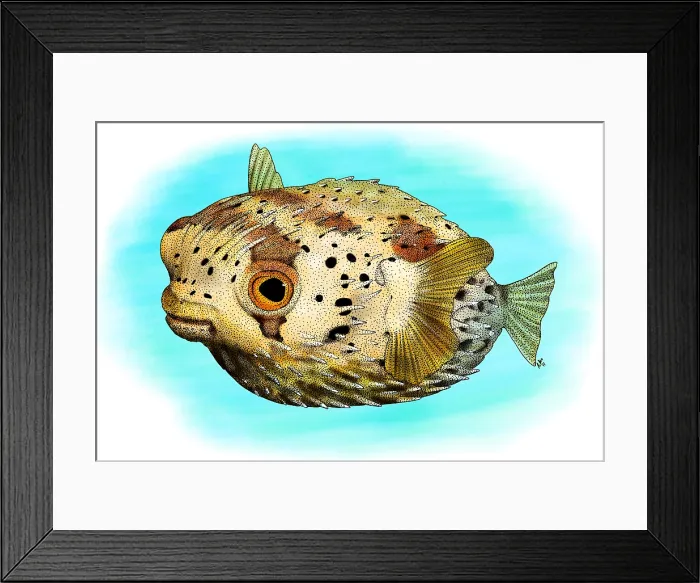 Framed Print : Long-Spine Porcupine Fish Framed Print : Long-Spine Porcupine Fish
