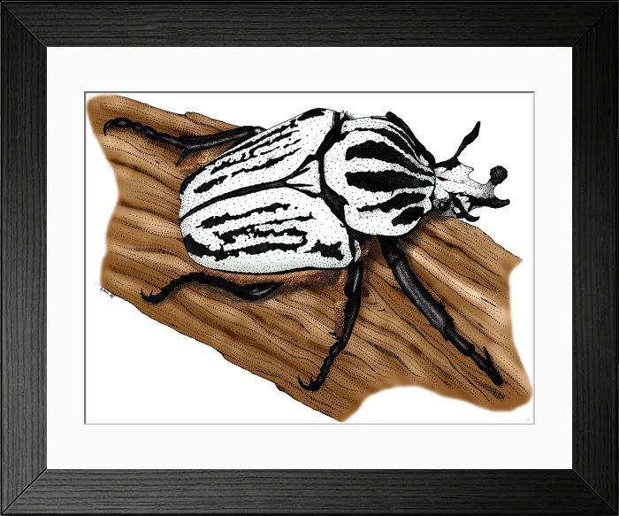 Framed Print : Goliath Beetle Framed Print : Goliath Beetle