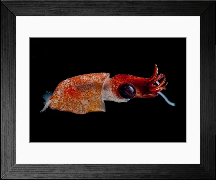 Framed Print : Deepsea Squid Framed Print : Deepsea Squid