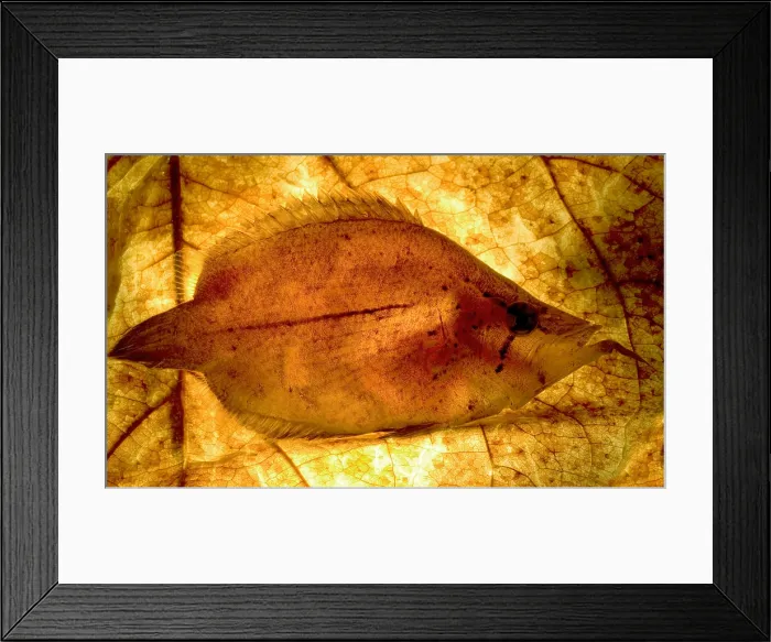 Framed Print : Leaf Fish. The Leaf Fish, Monocirrhus polyacanthus Framed Print : Leaf Fish. The Leaf Fish, Monocirrhus polyacanthus