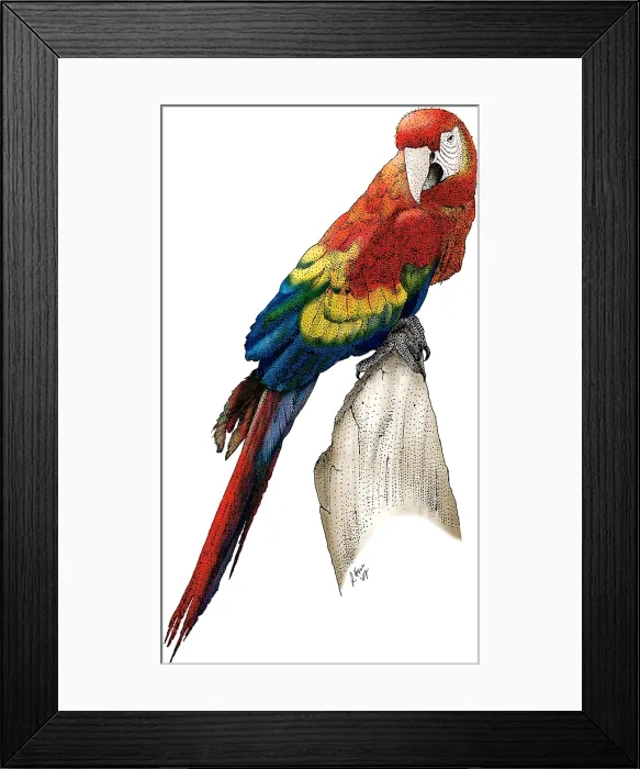 Framed Print : Scarlet Macaw Framed Print : Scarlet Macaw