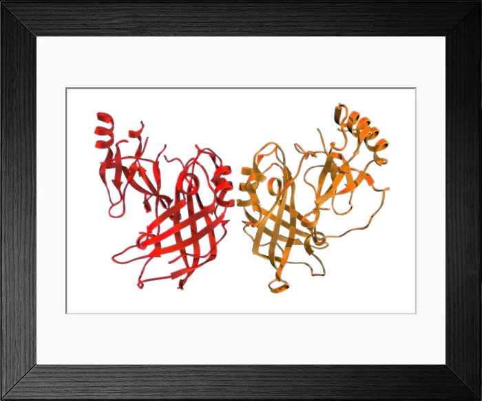 Framed Print : VP40, Molecular Model Framed Print : VP40, Molecular Model