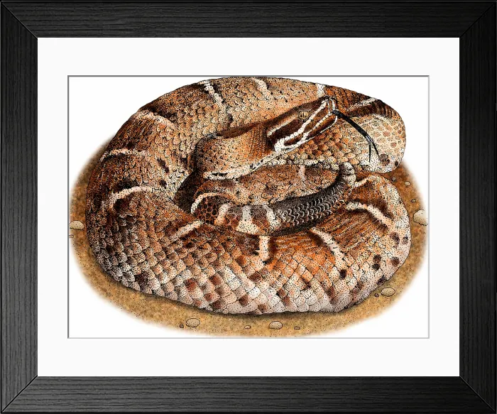 Framed Print : Arizona ridge-nosed rattlesnake Framed Print : Arizona ridge-nosed rattlesnake
