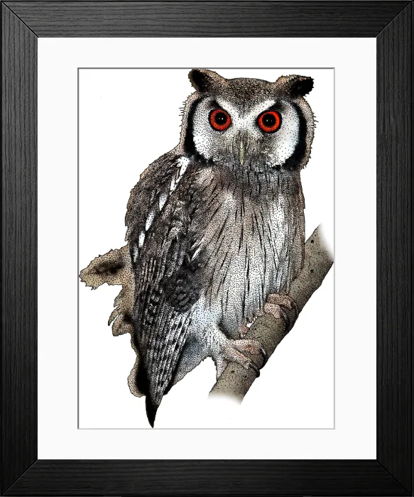 Framed Print : European scops owl