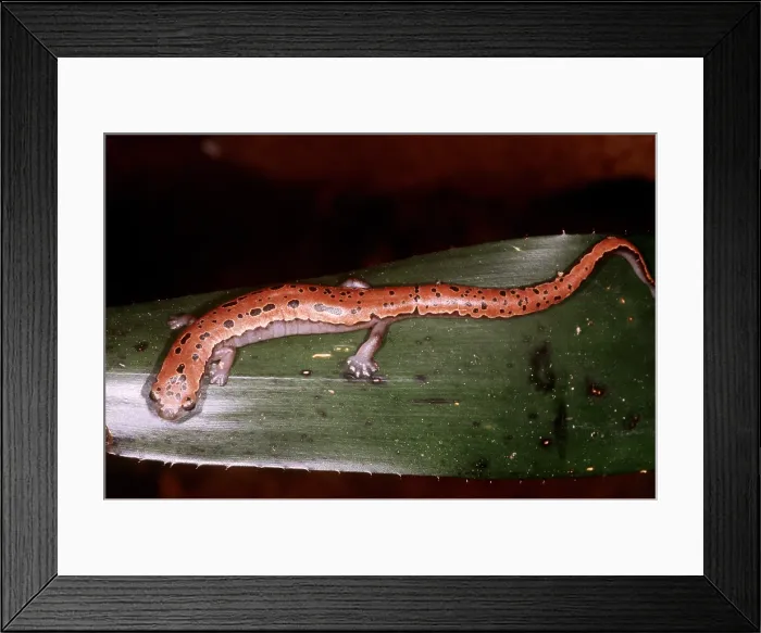 Framed Print : Mexican Palm Salamander