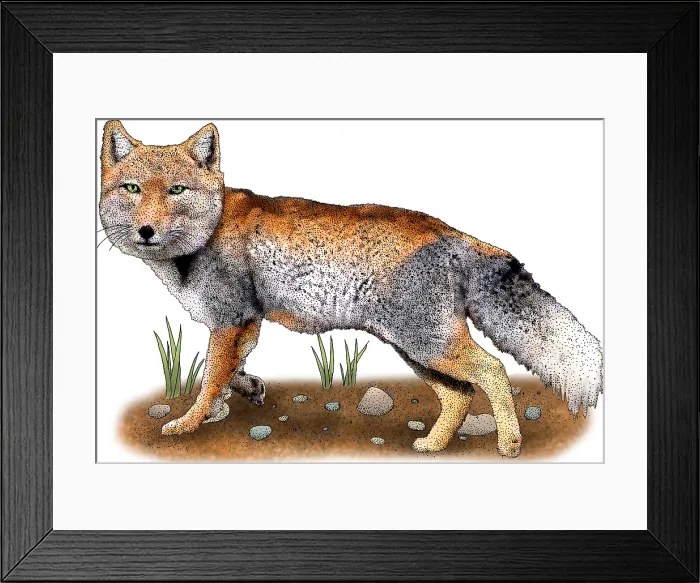 Framed Print : Tibetan sand fox Framed Print : Tibetan sand fox