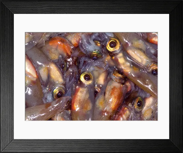 Framed Print : Firefly Squid Framed Print : Firefly Squid