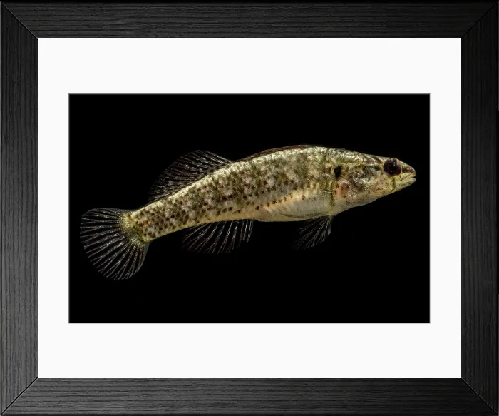 Framed Print : Okaloosa Darter (Etheostoma okaloosae) Framed Print : Okaloosa Darter (Etheostoma okaloosae)