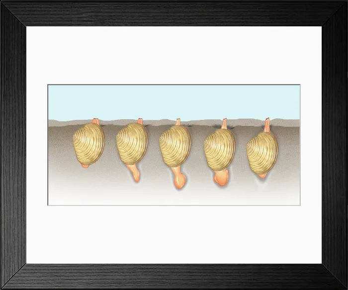 Framed Print : Clam Locomotion Framed Print : Clam Locomotion