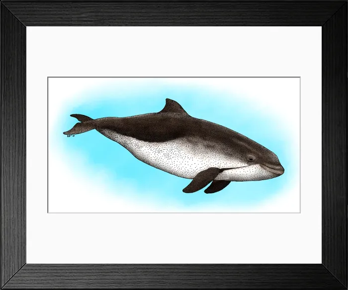 Framed Print : Harbor Porpoise Framed Print : Harbor Porpoise