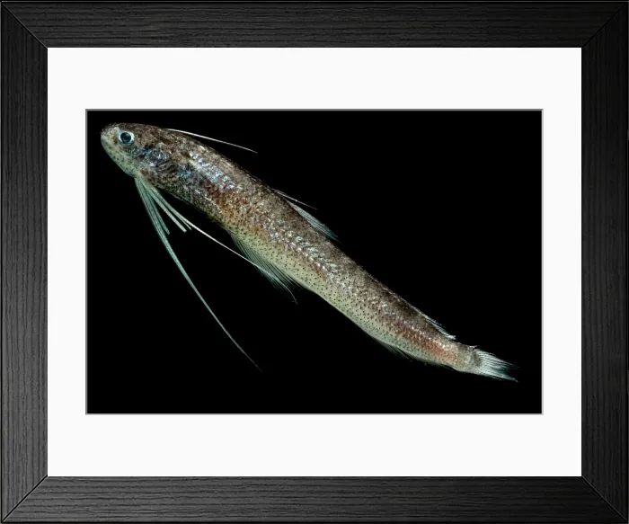 Framed Print : Codlets can be found down to 2000 meters depth Framed Print : Codlets can be found down to 2000 meters depth