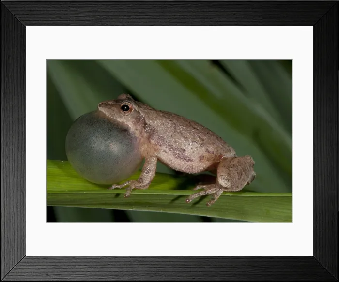 Framed Print : Spring Peeper, Hyla Crucifer, Mating Call