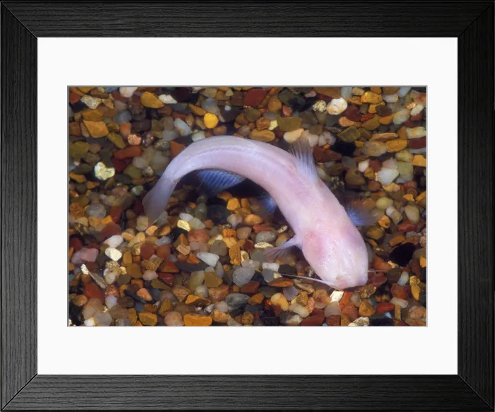 Framed Print : Mexican Blindcat Framed Print : Mexican Blindcat