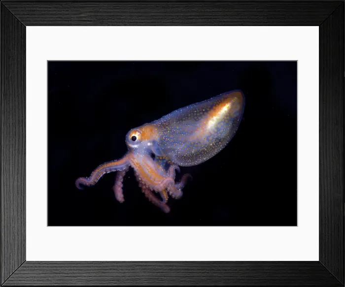 Framed Print : Juvenile Octopod